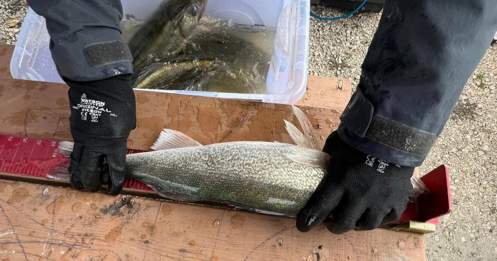 New Manitoba fishing limits causing concern among some tournament anglers