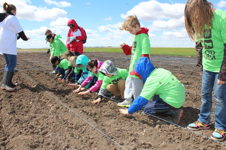 Students in Saskatchewan learn about agriculture in the classrooms