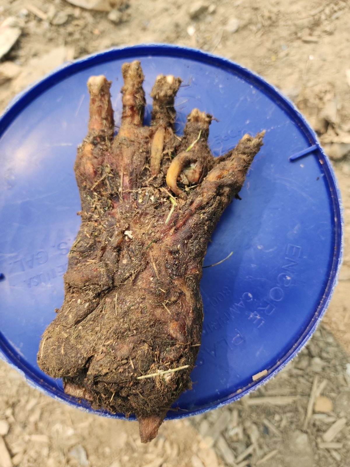 An RCMP-supplied photo of a bear paw discovered in the Lethbridge landfill on May 16, 2023.