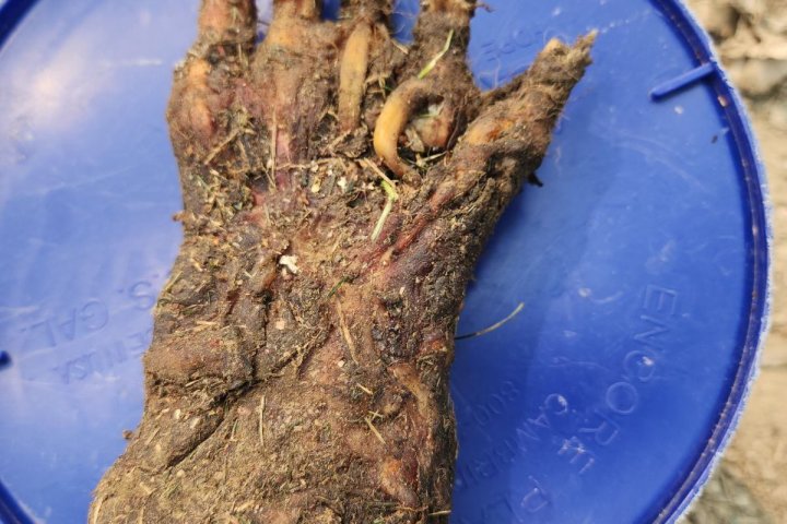 Bear paw — not human hand — confirmed as grisly Lethbridge landfill discovery