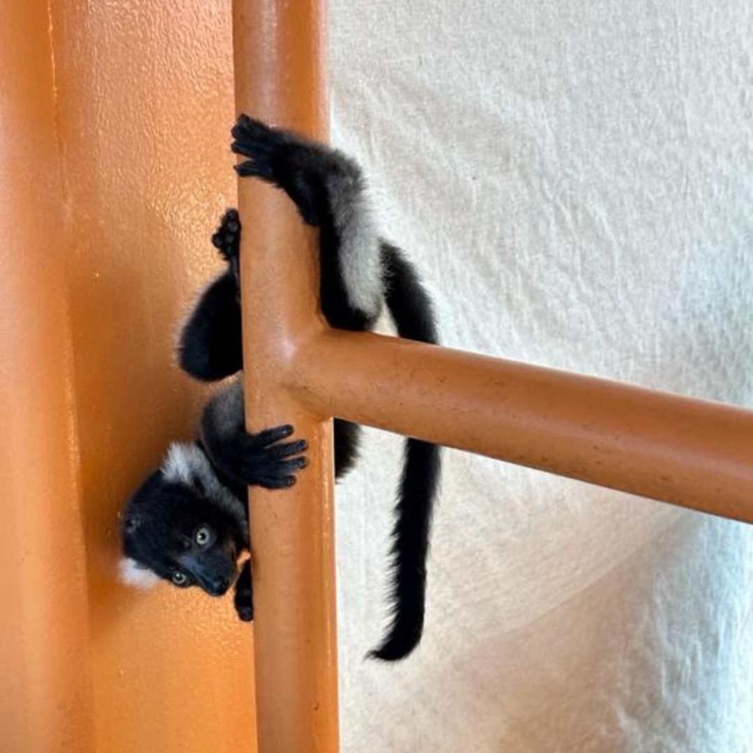 Blac-and-white ruffed lemur pup.