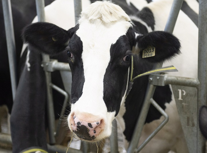 Cows on a dairy farm, in Saint-Henri-de-Taillon, Que., Tuesday, September 25, 2018.