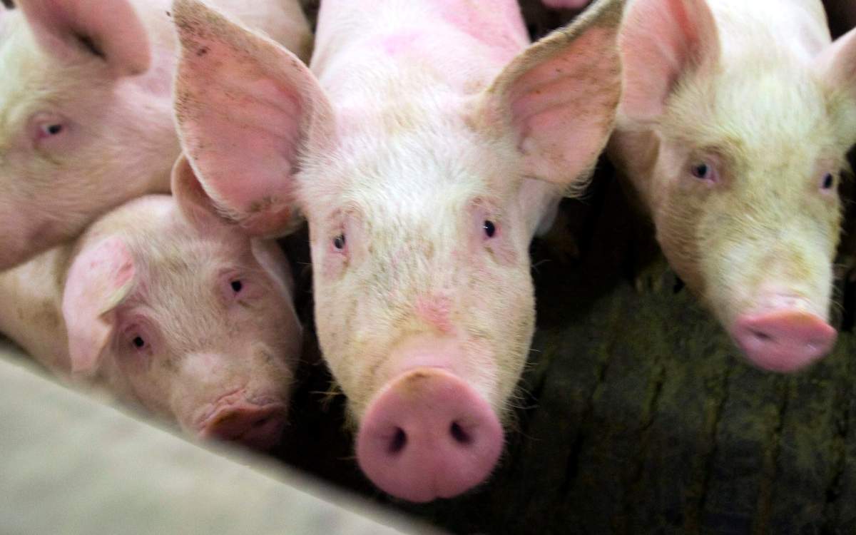 Ryan Remiorz, The Canadian Press