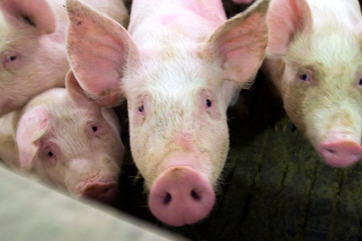 Olymel cutting about 80 jobs as it reduces hog production in Alberta, Saskatchewan