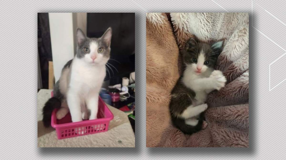 Erica Piche said her cat Cheech was tortured and microwaved during a break in at the end of April 2023 in west Edmonton.