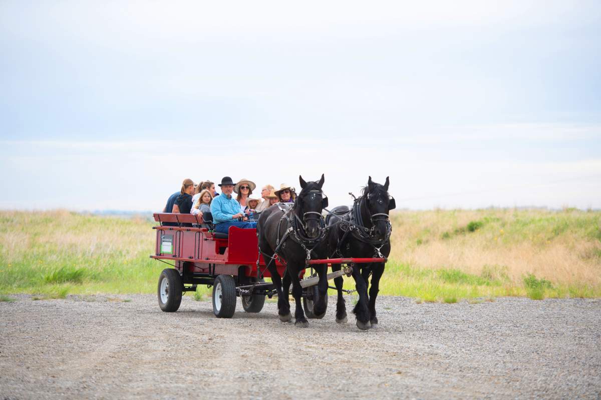 Calgary Stampede Community Round Up presented by ENMAX - image