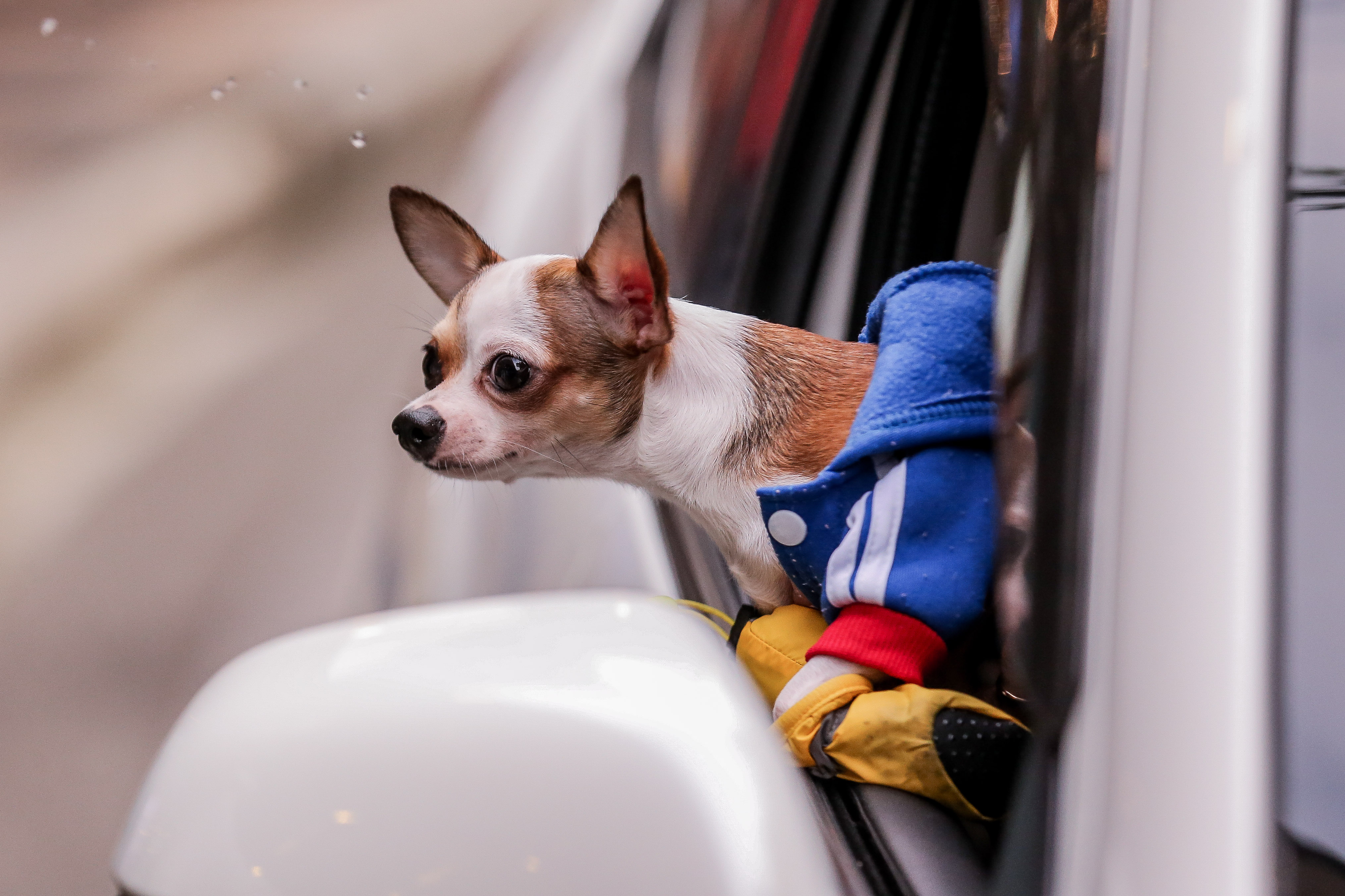 Стартира нова програма подпомагаща предоставянето на ветеринарни грижи в селските