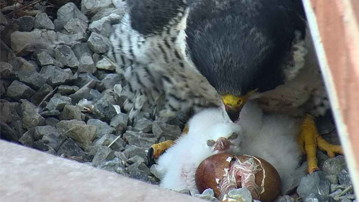 High atop the Sheraton Hotel in downtown Hamilton, Ont. is a picture of McKeever with falcon chicks. 