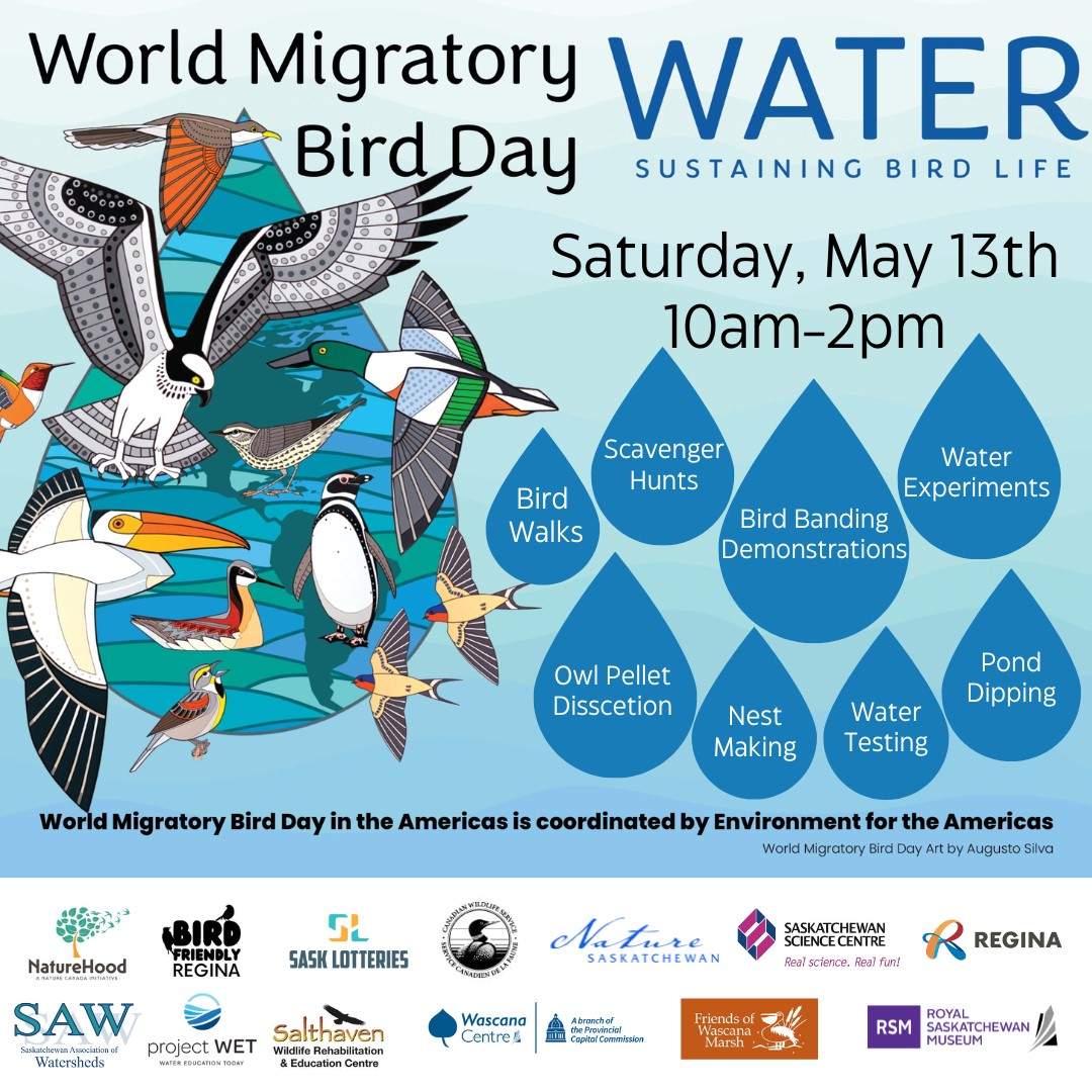 World Migratory Bird Day 2023 - image