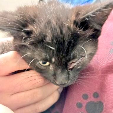 A kitten is recovering after being reportedly thrown from a vehicle in Burlington last week.