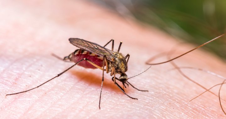 Сухите условия означават бавен старт на сезона на комарите в Едмънтън