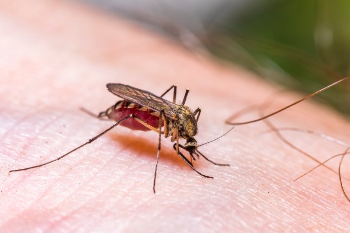 Dry conditions mean a slow start to mosquito season in Edmonton