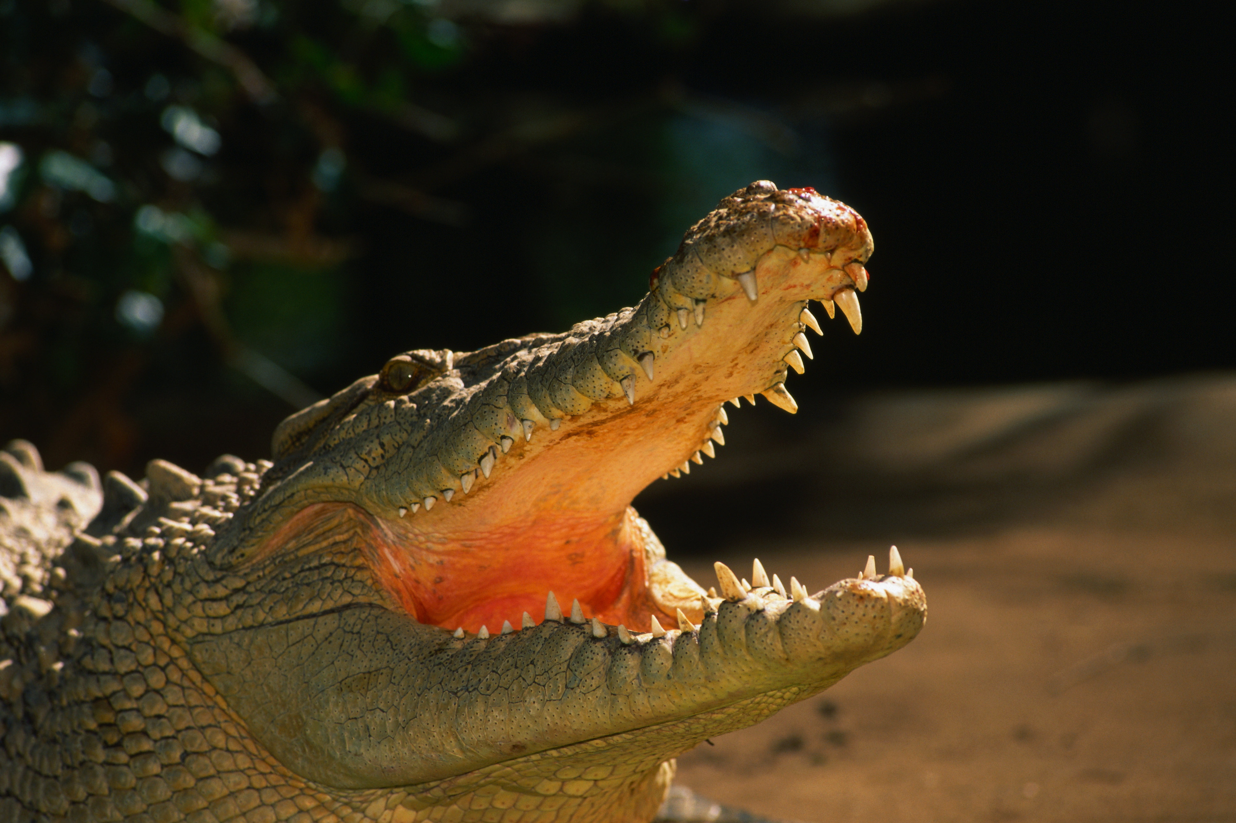 Snorkeller pries crocodile jaws off his head, survives attack in