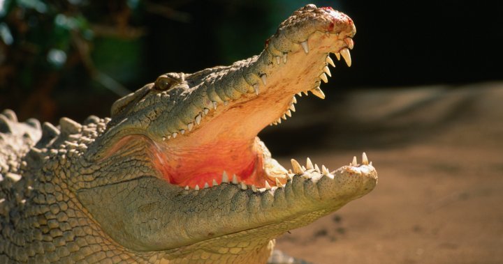 Snorkeller pries crocodile jaws off his head, survives attack in Australia