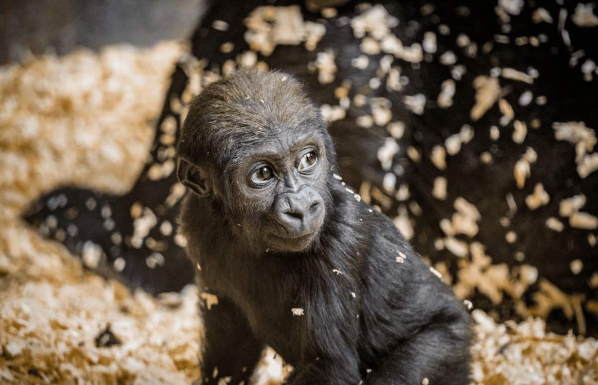 Wilder Institute/Calgary Zoo – Gorilla Breakfast - image