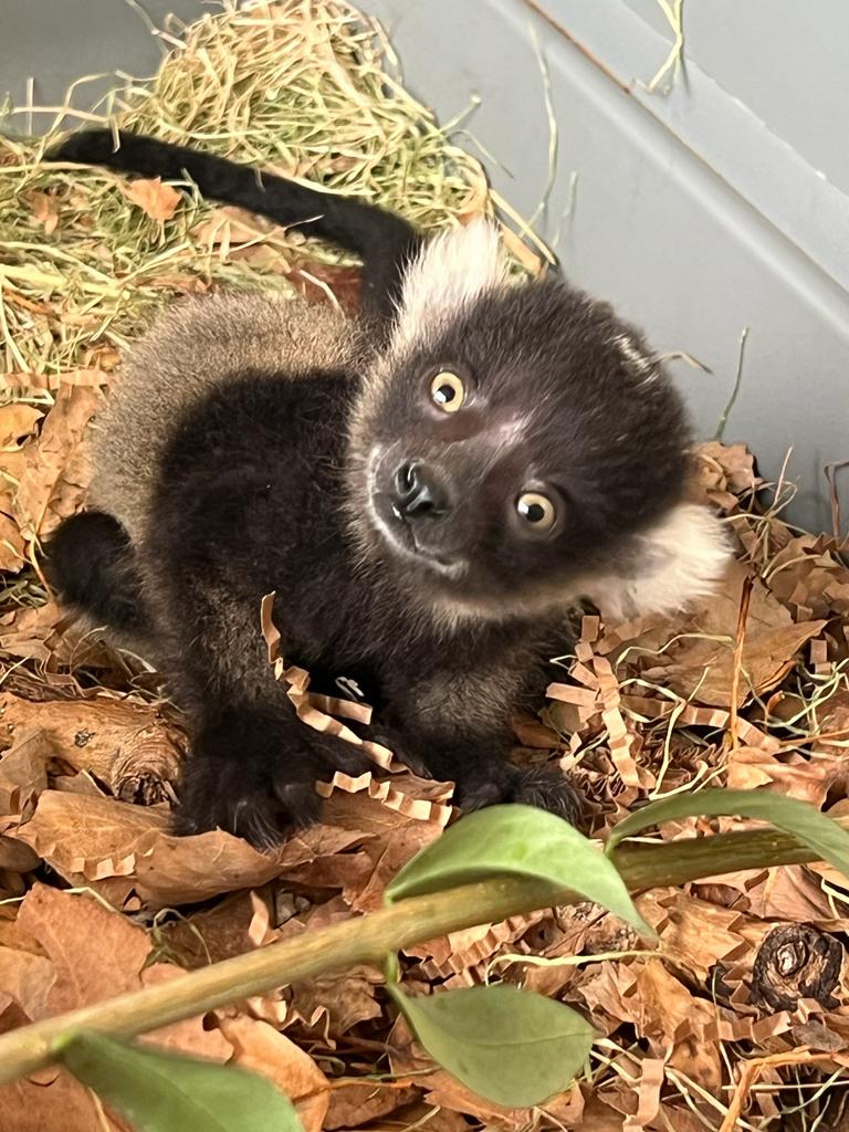 Black-and-white ruffed lemur pup May 2, 2023