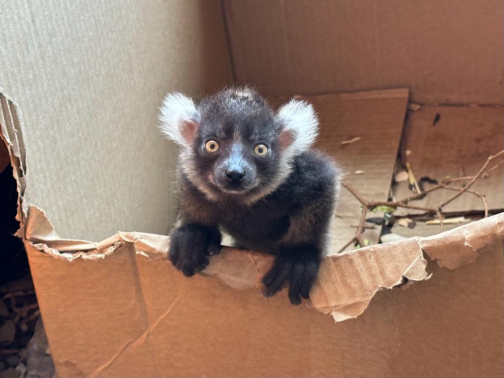 The black-and-white ruffed lemur is registered among the 25 most endangered primates in the world due mostly to habitat loss and hunting.