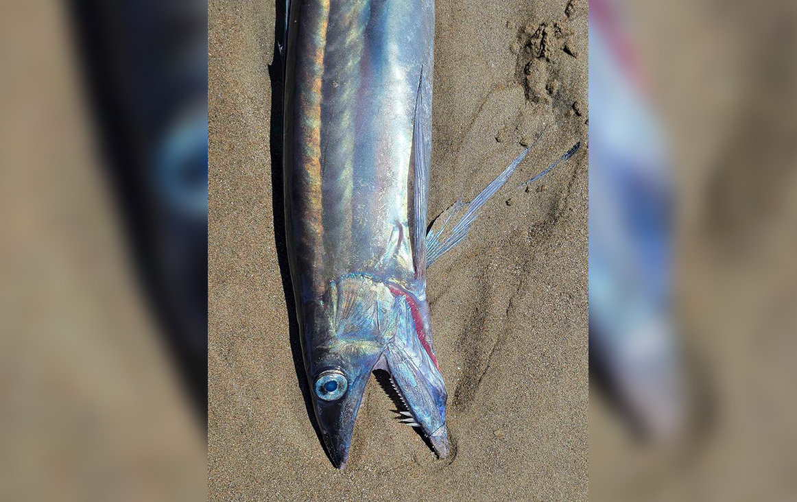 This photo provided by Miranda Crowell shows a lancetfish that washed ashore on the 72nd street beach entrance and the cove in Roads End, Lincoln City, Ore., on April 28, 2023. 