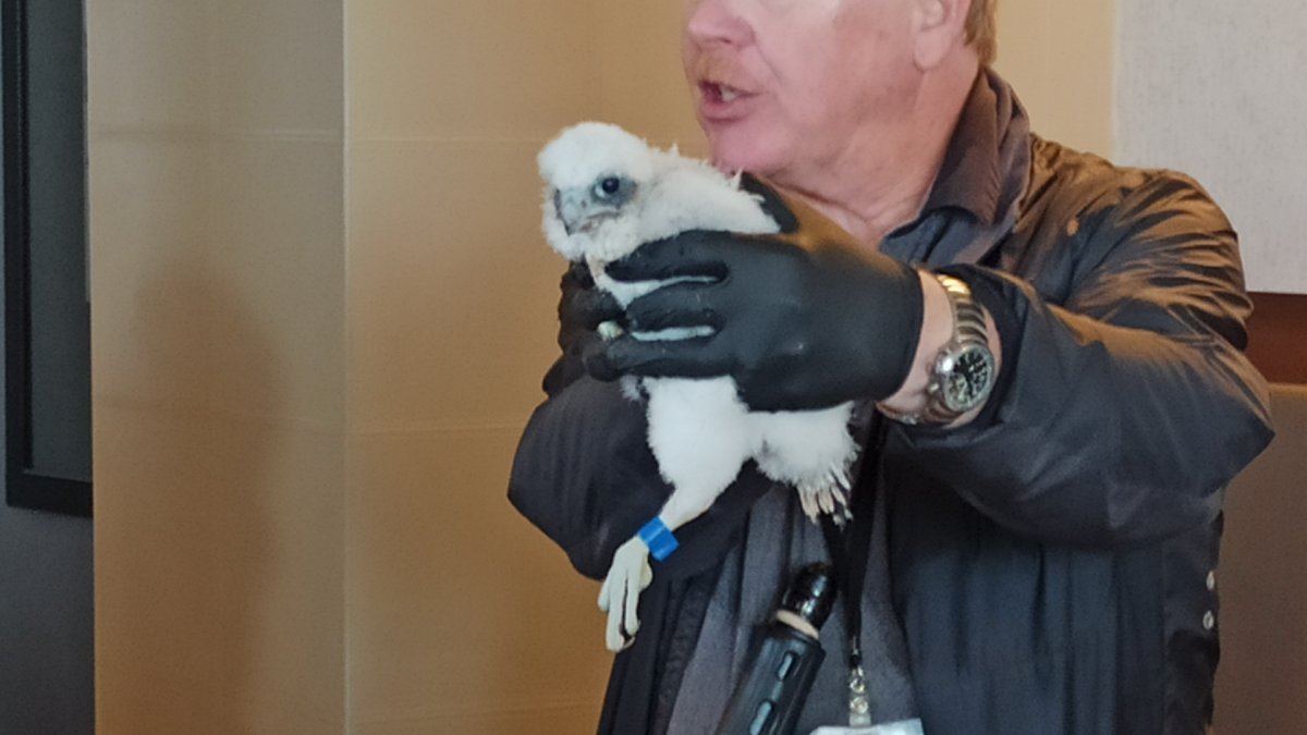 Mark Nash of the Canadian Peregrine Foundation holds one fo four new peregrine falcon chicks – May 18, 2023.