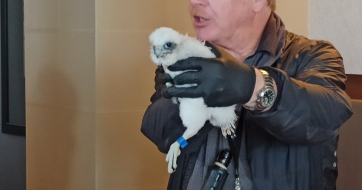 Hamilton’s new peregrine falcon chicks banded, named – Hamilton | Globalnews.ca