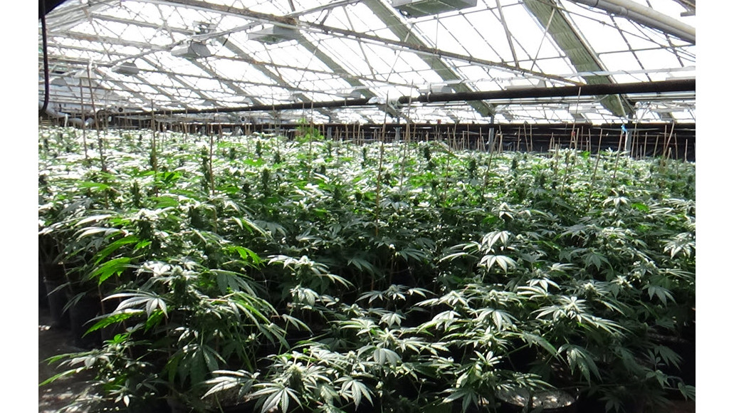 A provincial cannabis enforcement team seized close to 12,000 cannabis plants during an operation early May in St. Catherines.