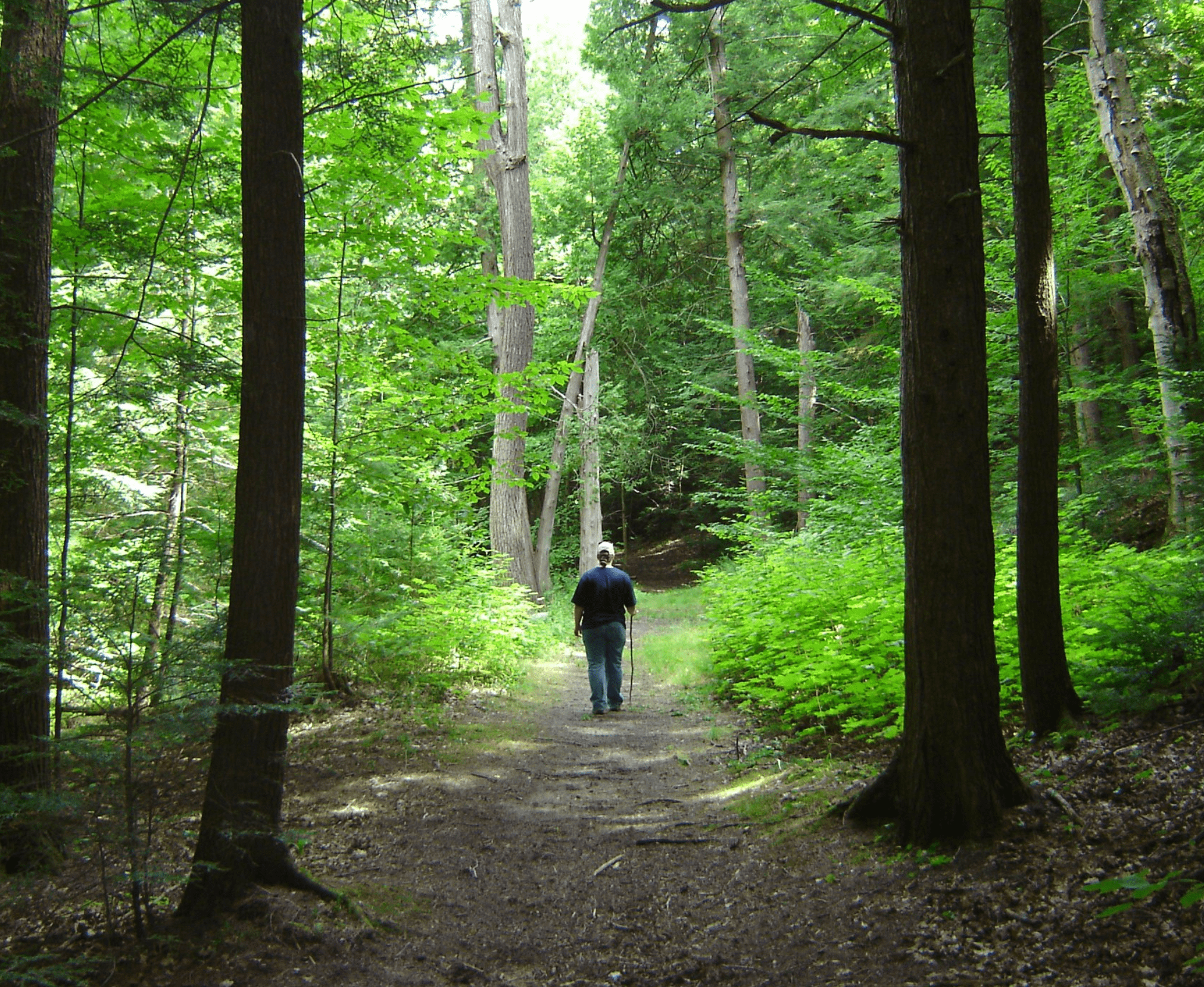 Ganaraska Forest reopens for all uses following May 2022 derecho storm - Vimarsana News