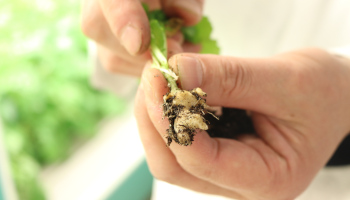 This canola plants root shows a serious clubroot infection. Photo courtesy of AAFC.