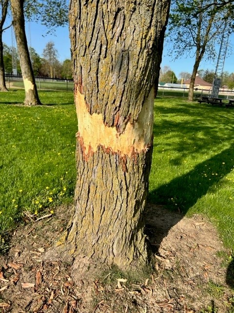 A section of bark removed from the trunk of an 80-year-old maple.