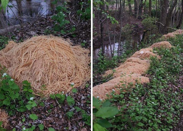 A split photo. On the left is a large stack of spaghetti on the forest floor. On the right are stacks of pasta by a river basin.
