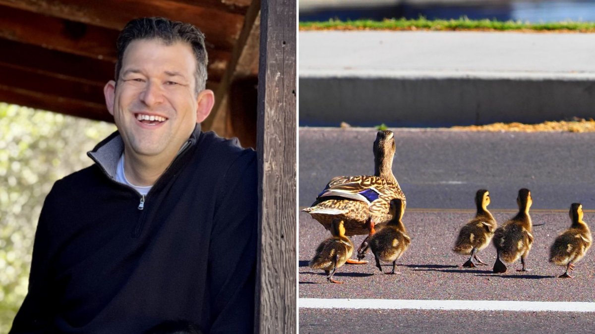 A split photo. On the left is Casey Rivara. On the right are duckling following a duck across the street.