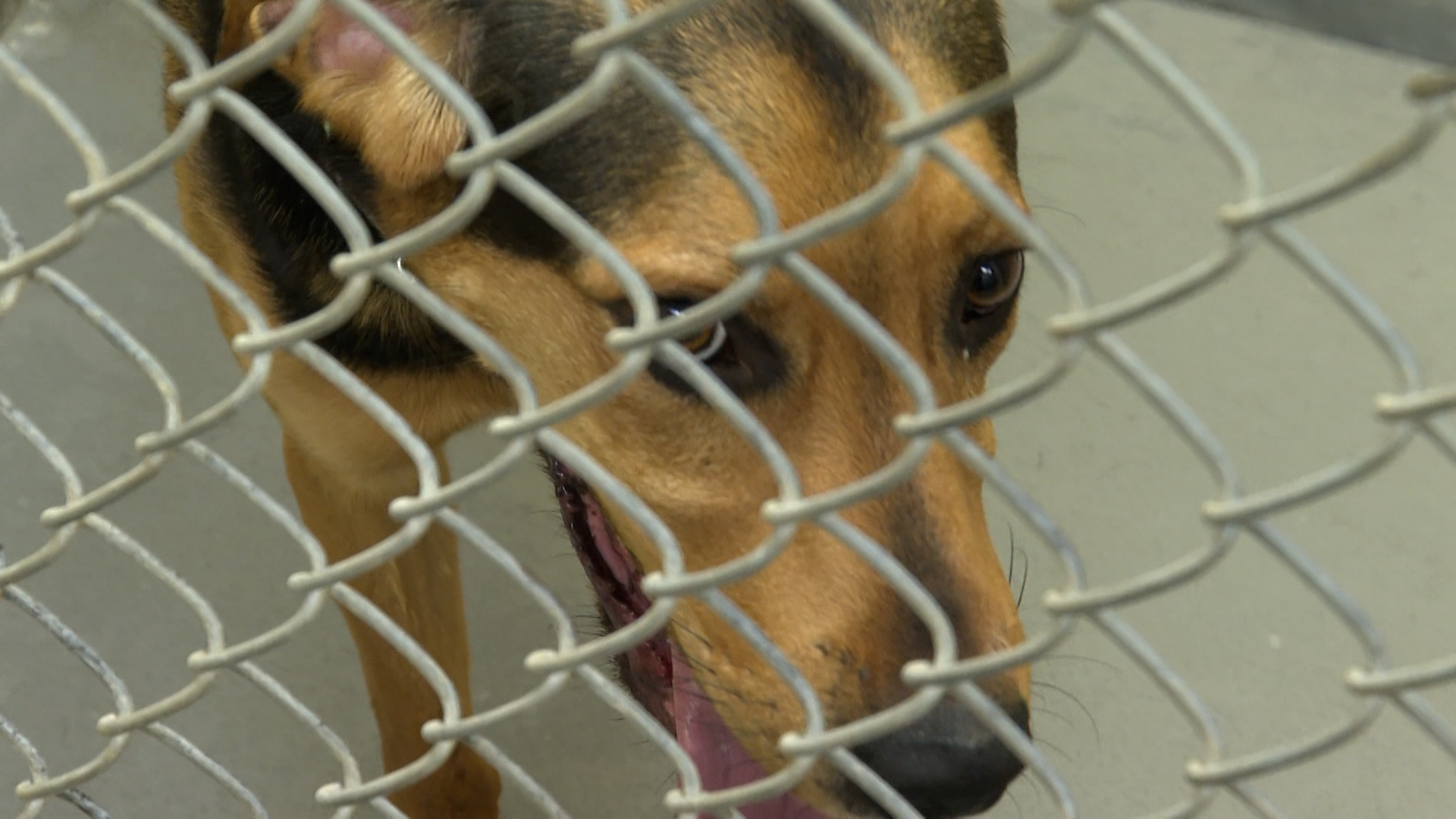 Kingston Humane Society limits services to deal with overcrowding issues – Kingston | 24CA News