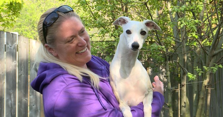 Kingston-based dog trainer reflects on making Westminster – Kingston | Globalnews.ca