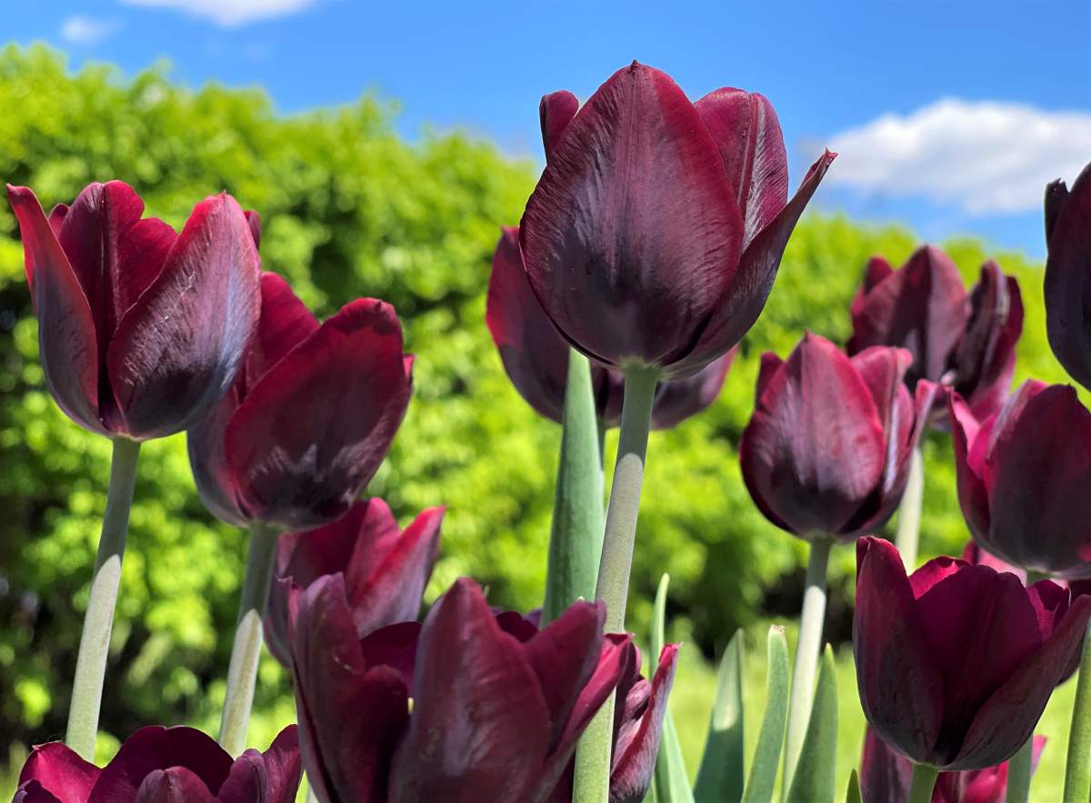 The May 31 Your Saskatchewan photo of the day was taken by Bozena Kon in Moose Jaw.