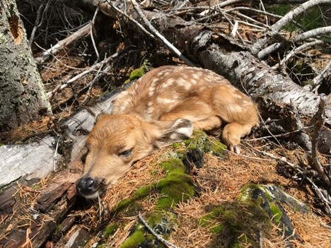 You may have noticed more deer popping up in your neighbourhood, sometimes even alone, but WildSafe BC is reminding the public not to get too close.