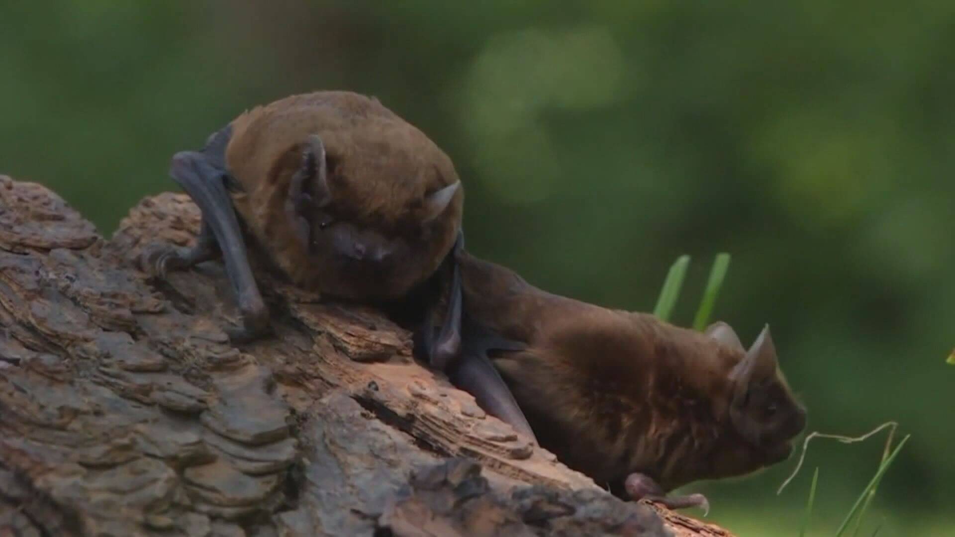 Annual bat count in B.C. crucial for bat survival - Vimarsana News