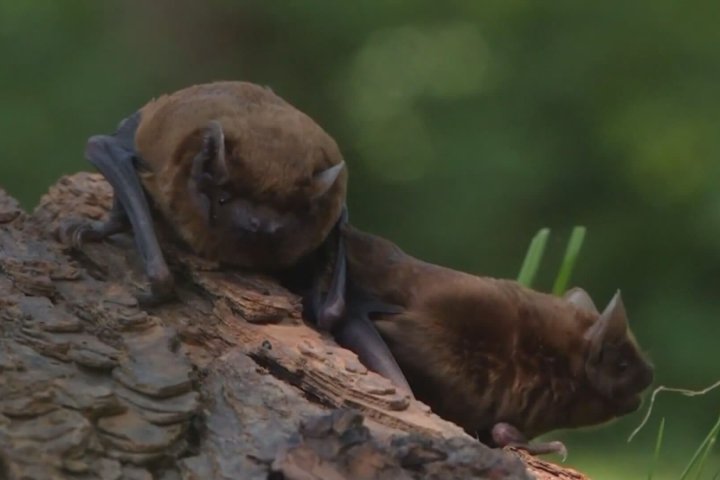 Annual bat count in B.C. crucial for bat survival