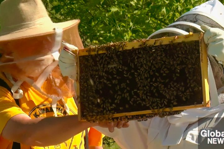 What’s the buzz? Ontario teen beekeeper to showcase skills at international event
