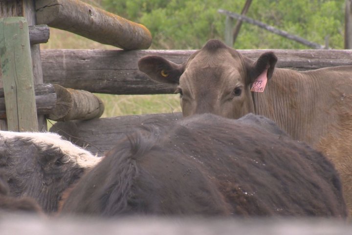 Cattle ranchers in B.C. facing financial struggles
