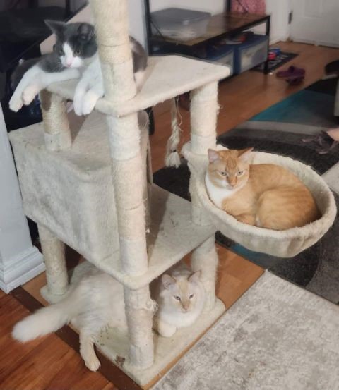 Erica Piche's cat Cheech, middle, with her two other cats at their home in west Edmonton.