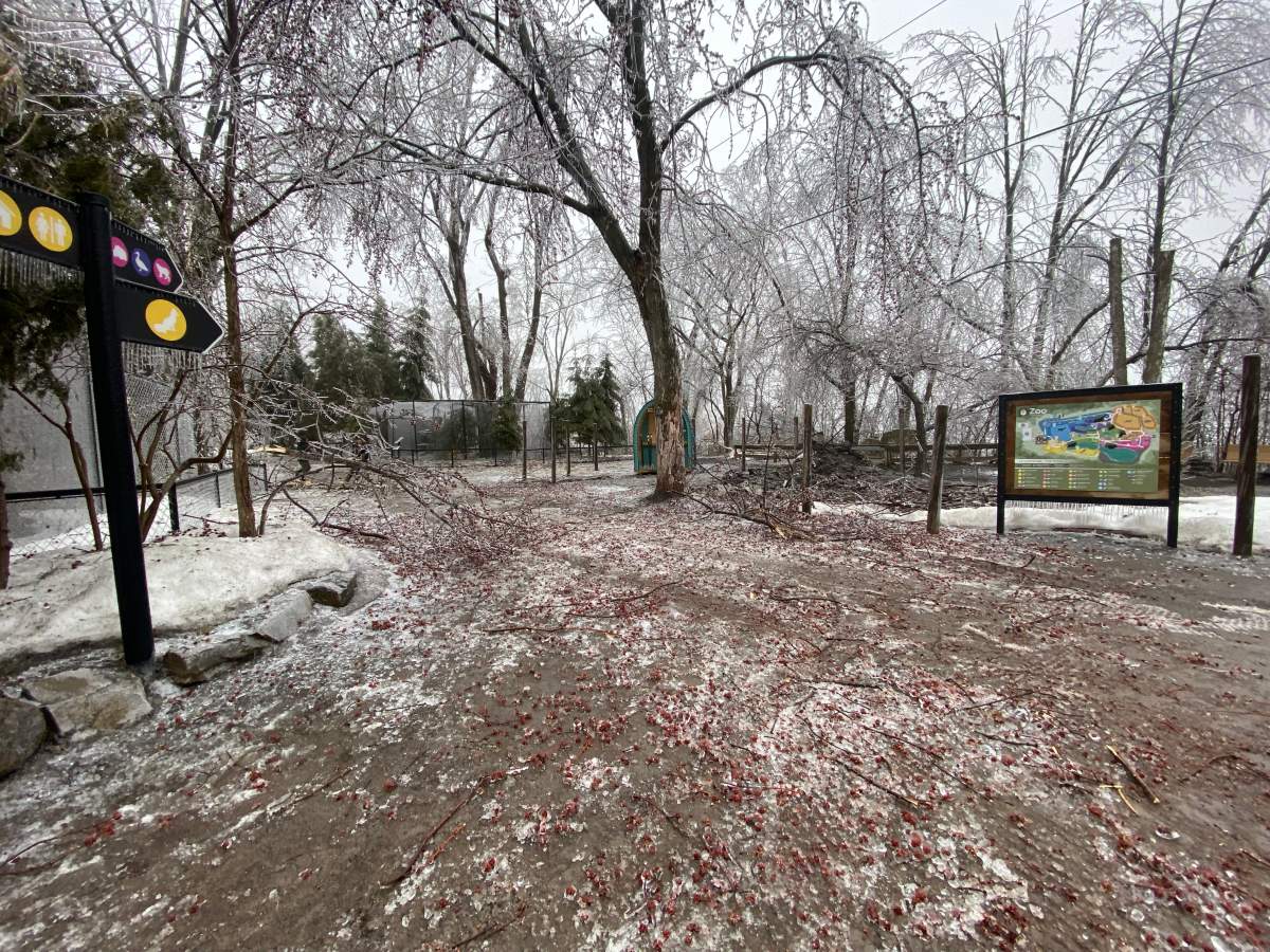 The aftermath of April’s ice storm at the Ecomuseum Zoo.