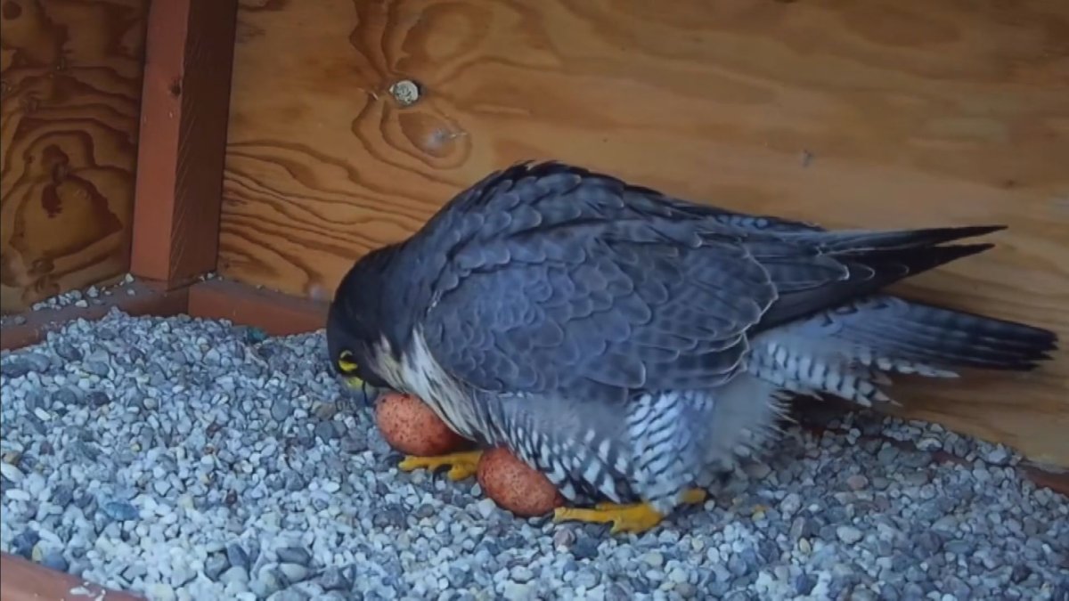 A screen grab from UdeM falcon's YouTube Channel, shows an expectant peregrine falcon tending to its eggs on Thursday, May 25, 2023.