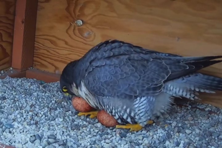 Hundreds flock to falcon YouTube channel for glimpse of hatching peregrines