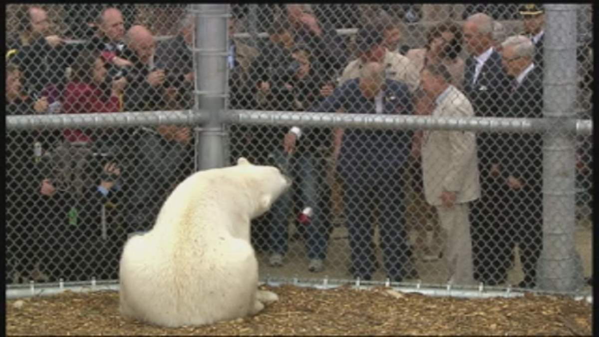 Prince Charles feeding Hudson the polar bear at the Assiniboine Park Zoo in Winnipeg in 2014.