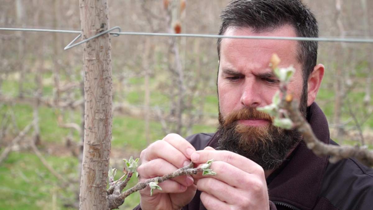 Chris Pagliocchini grew up among these orchards. Now he works with Tyler Harlton producing Ones, Canada's only non-alcoholic wine made from B.C. grapes.
