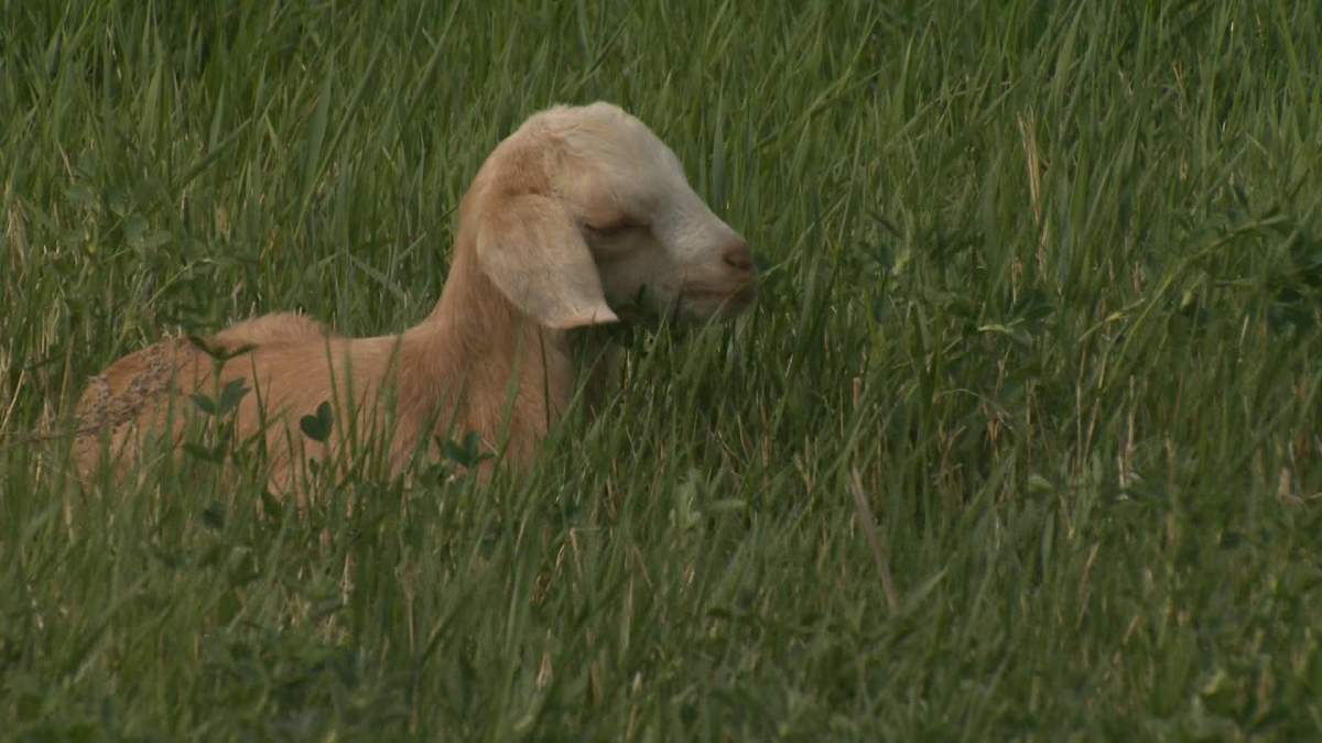 Goats are grazing at Wascana Centre as part of a PCC project.