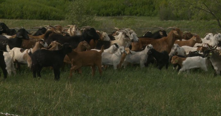 More than 200 goats weed out invasive vegetation at Regina’s Wascana Centre
