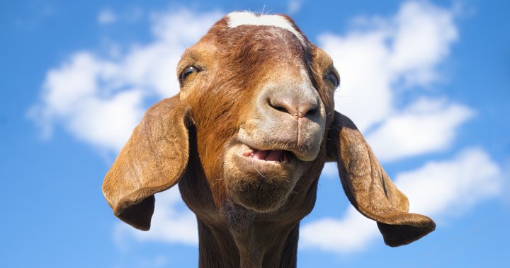 Police on B.C. island respond to reports of mysterious screaming — and find  a 'sad goat
