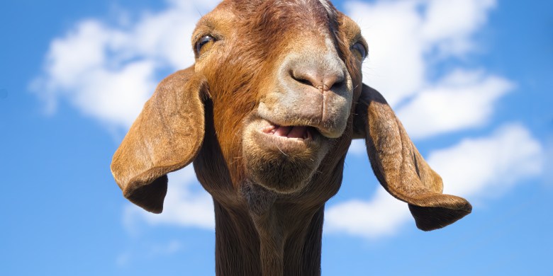 Police were looking for someone yelling 'help.' It turned out to be a goat