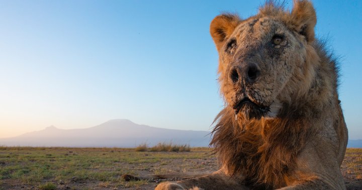 One of the world’s oldest wild lions, Loonkiito, killed by herders in Kenya