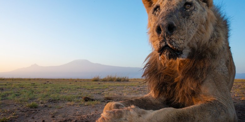 One of the world's oldest wild lions, Loonkiito, killed by herders in Kenya